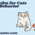 Similes for Cats Behavior